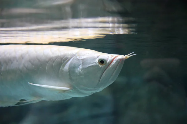 Gümüş arowana balık suyun altında yakın çekim 