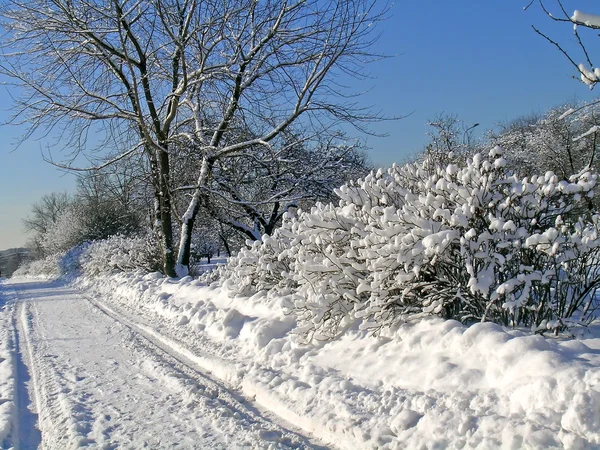 Schneebedeckte Bäume und Sträucher — Stockfoto