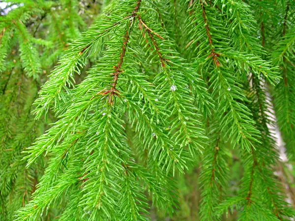 Pine needle — Stock Photo, Image