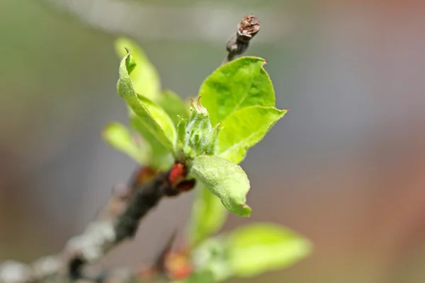 Apfelbaumknospen — Stockfoto