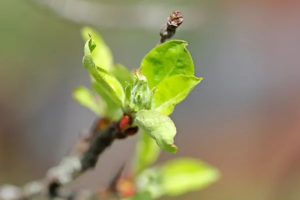 Botões de macieira — Fotografia de Stock