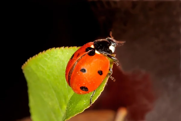 Ladybird — Stock Photo, Image