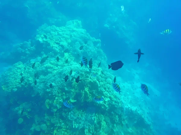 Fish and corals in the sea — Stock Photo, Image