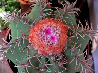 Uebelmannia kaktüs