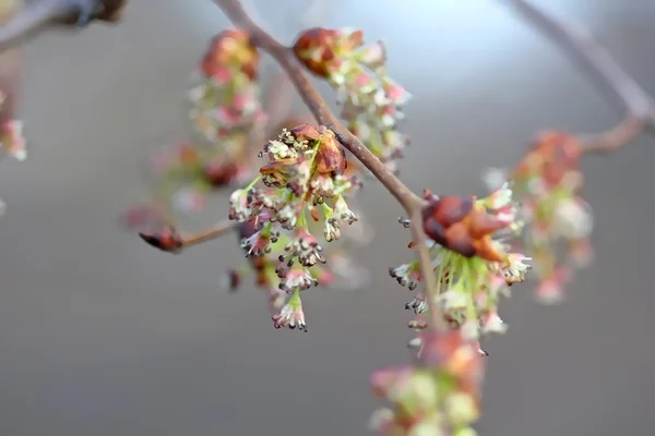 Weibliche Blüten der Ahornesche — Stockfoto