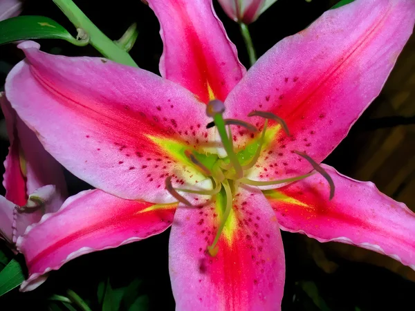 Pembe lily çiçek