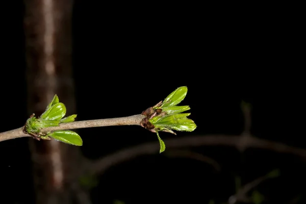 Folhas jovens na primavera — Fotografia de Stock