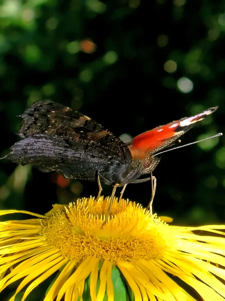 Borboleta de pavão — Fotografia de Stock