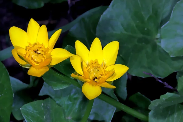 Wild yellow flowers — Stock Photo, Image