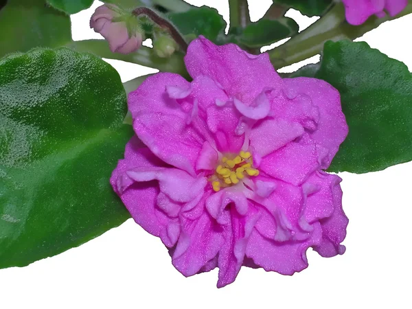 Flor violeta aislada — Foto de Stock