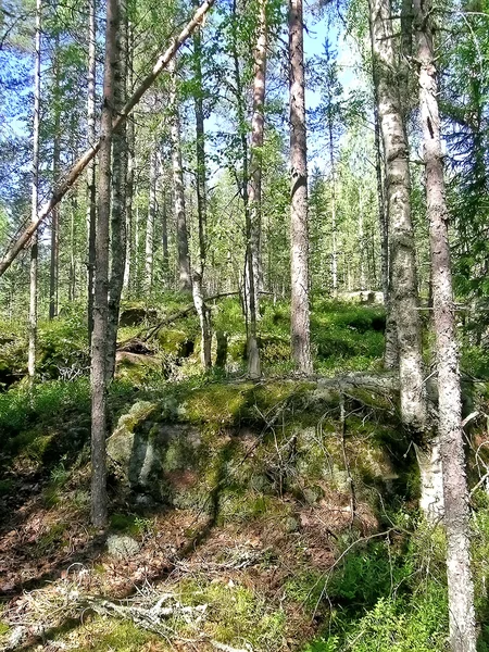 Forêt de pins — Photo