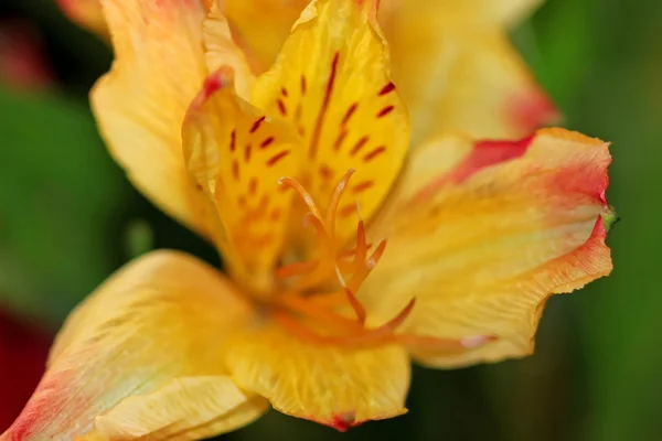 Daylily flower — Stock Photo, Image