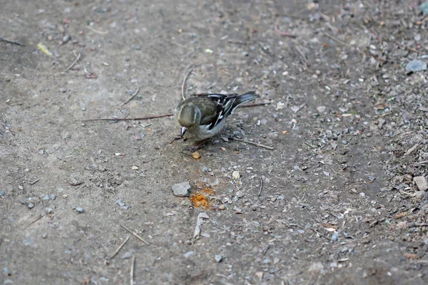 Small grey bird — Stock Photo, Image