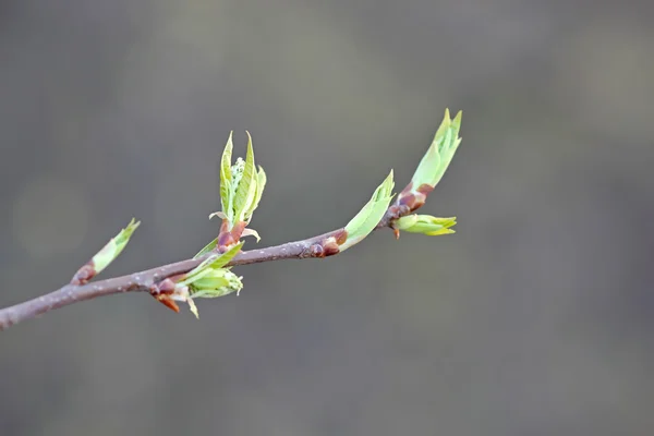 Jeunes feuilles au printemps — Photo