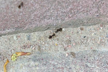 Bölmenin içinde karıncalar