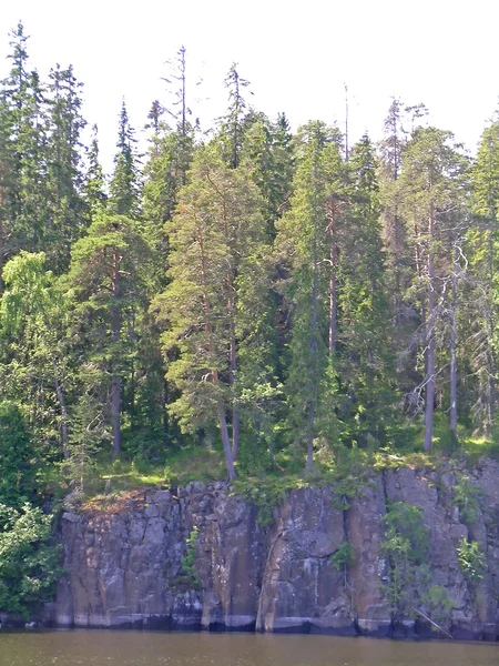 Pine forest — Stock Photo, Image