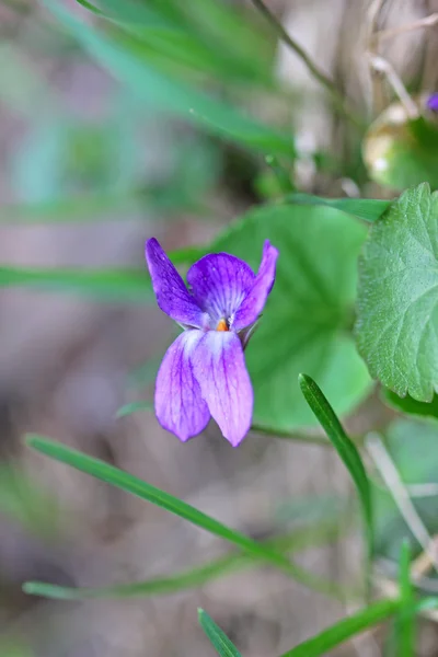 Glechoma hederacea (zemin-Ivy)
