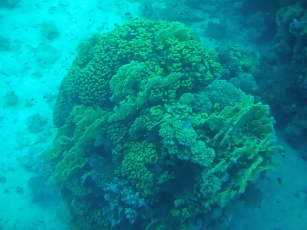 Риби і корали в морі — стокове фото