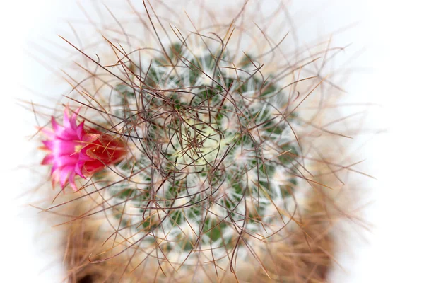 Cactus with pink flower — Stock Photo, Image