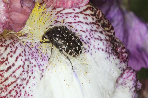 Cockchafer beetle on the iris — Stock Photo, Image