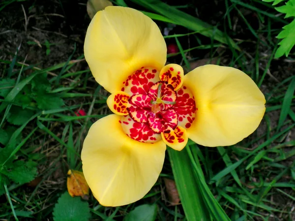 Sárga tigridia virág — Stock Fotó