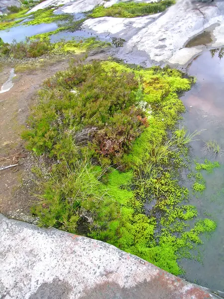 カレリアの植物相 — ストック写真