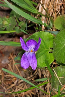 Glechoma hederacea (zemin-Ivy)