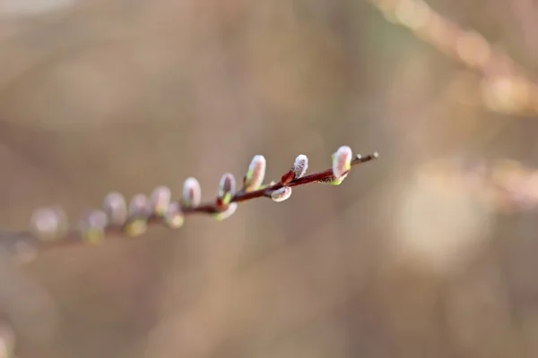 Willow hanblommor — Stockfoto