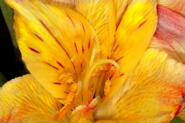 Daylily flower — Stock Photo, Image