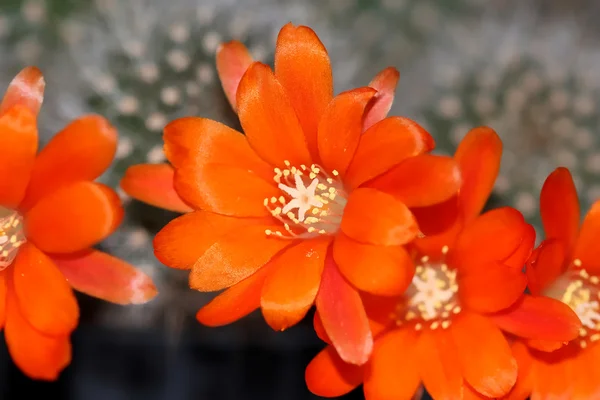 Rebutia orange flowers — Stock Photo, Image