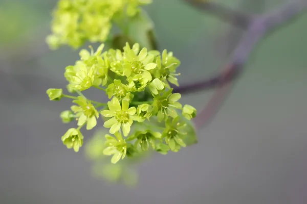 枫花在春天 图库图片