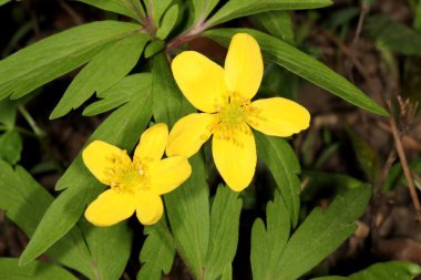 Sürünen düğün çiçeği çiçek