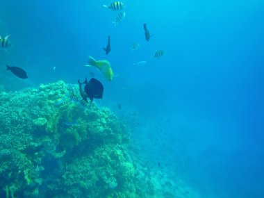 Balık ve Mercan Denizi