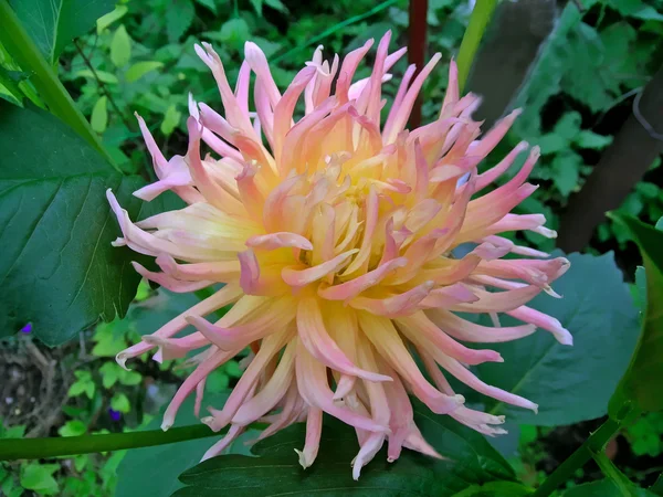 Dahlia çiçeği