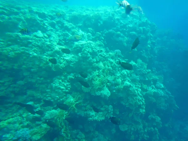Pesci e coralli in mare — Foto Stock