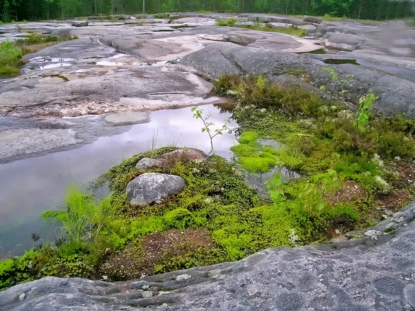 Flora de Karelia — Foto de Stock