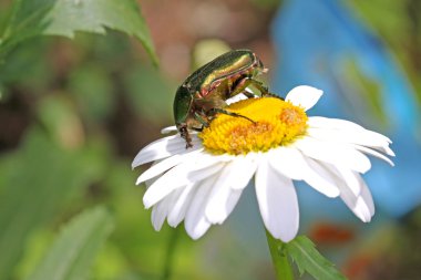 Cockchafer böceği üzerinde papatya