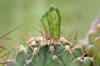 Kaktüs tomurcukları çiçek