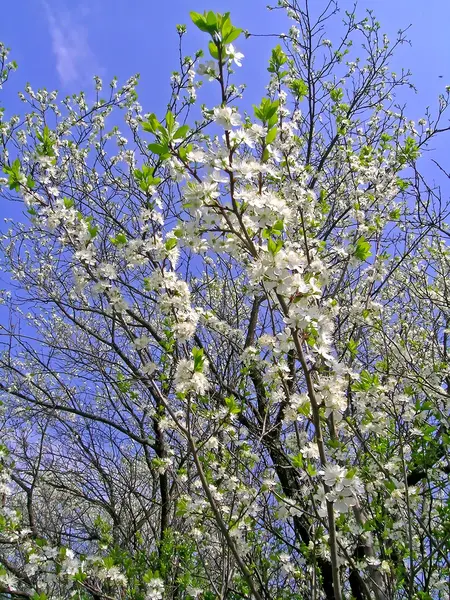 Flor de cerezo — Foto de Stock