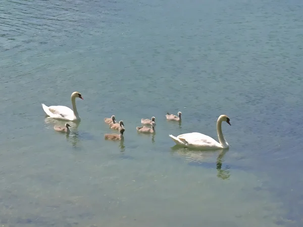 Swans with baby swans — Stock Photo, Image