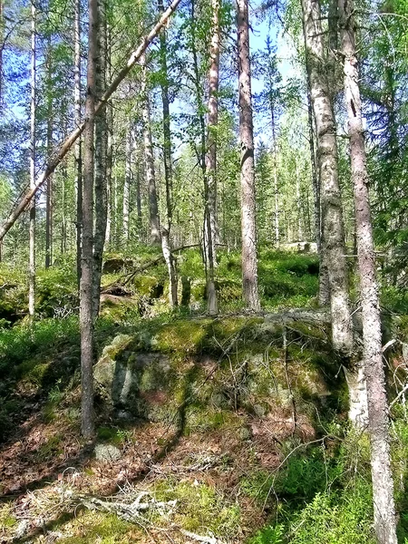 Hutan pinus — Stok Foto