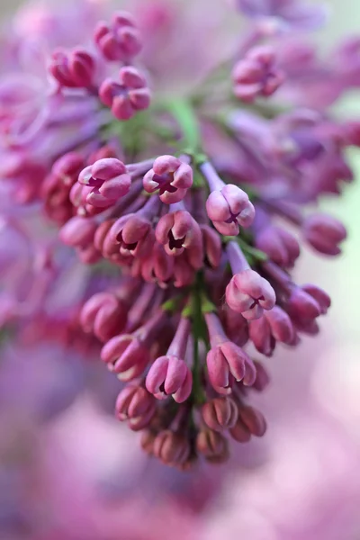 Fleur de lilas (syringa vulgaris) ) — Photo