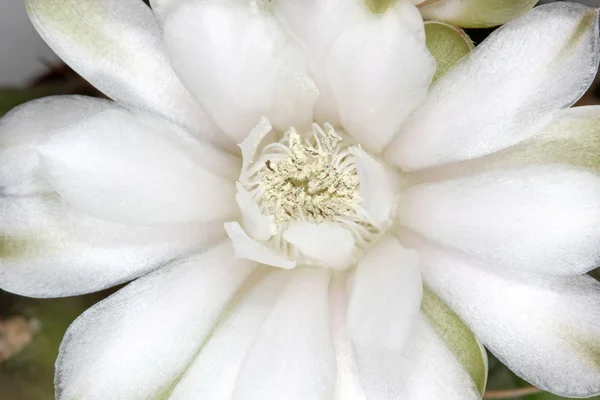 Kwiat kaktusa — Zdjęcie stockowe