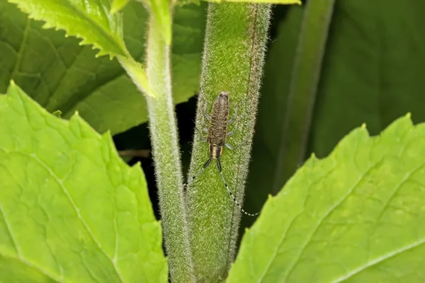 Escarabajo de cuerno largo —  Fotos de Stock