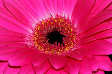 pembe gerbera çiçek