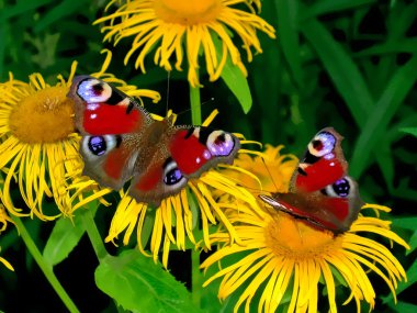 Tavus kuşu kelebek üzerinde sarı çiçek