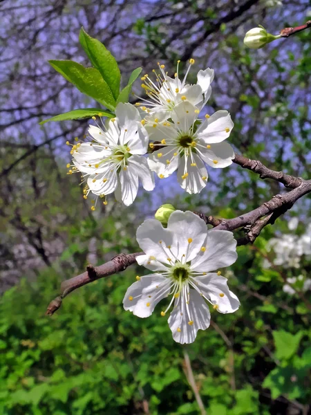 Flor de cerezo — Foto de Stock