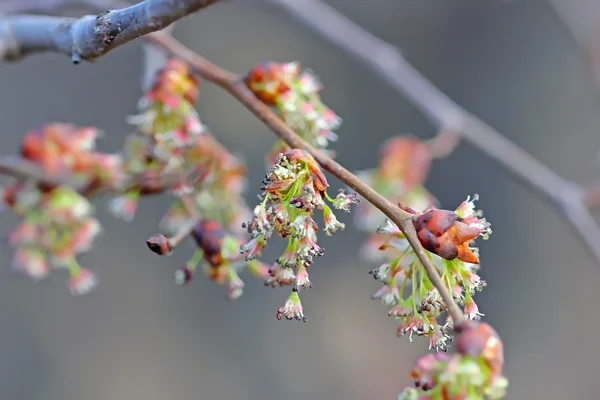 Vrouwelijke bloemen voor maple ash — Stockfoto