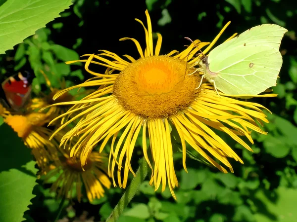 Brimstone sur la fleur jaune — Photo