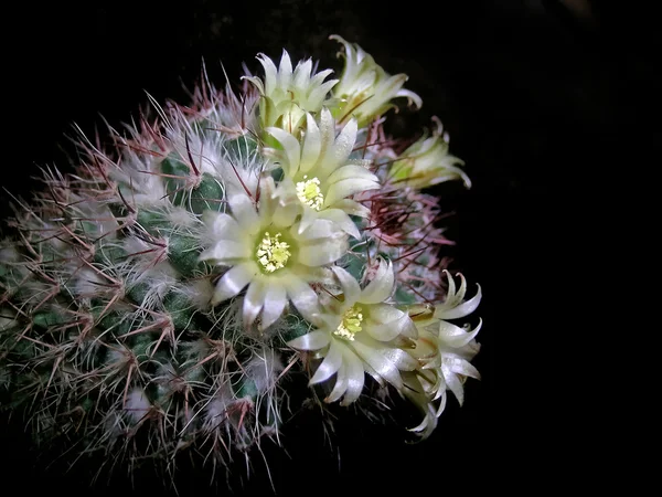 Cactus in flower — Stock Photo, Image